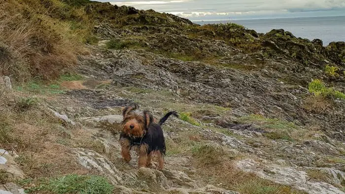  Are chocolate Yorkies rare?