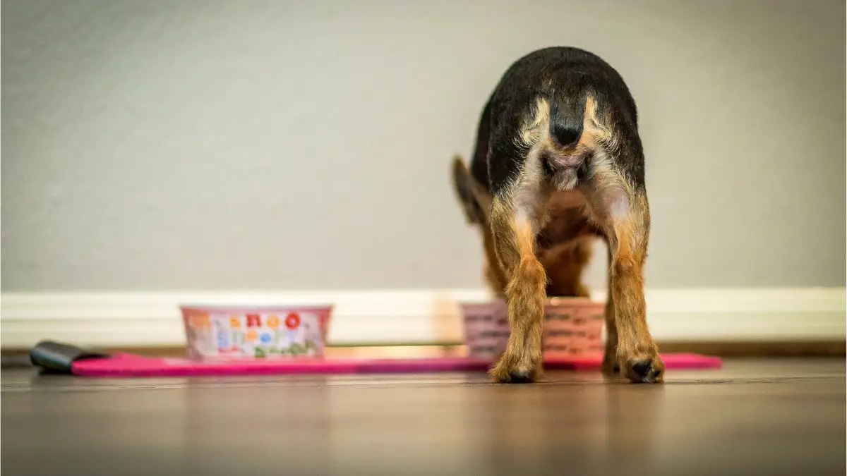 The Best Wet Food For A Yorkie Puppy
