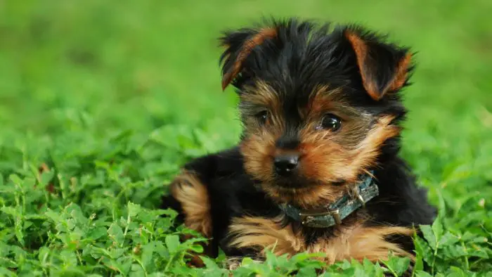  What helps Yorkie dry skin?