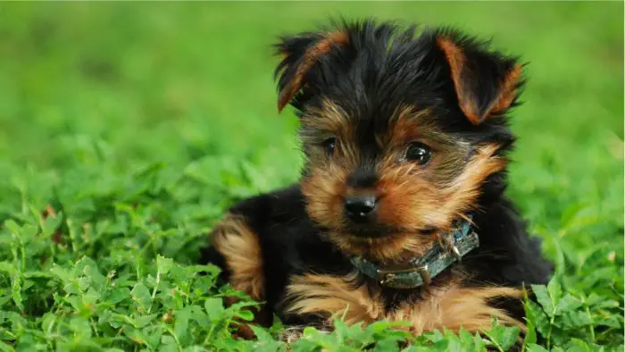  What is a unique name for a Yorkie?