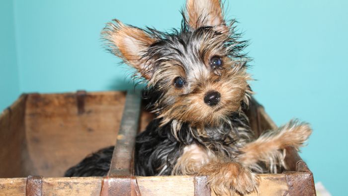  What is the most common Yorkie name?