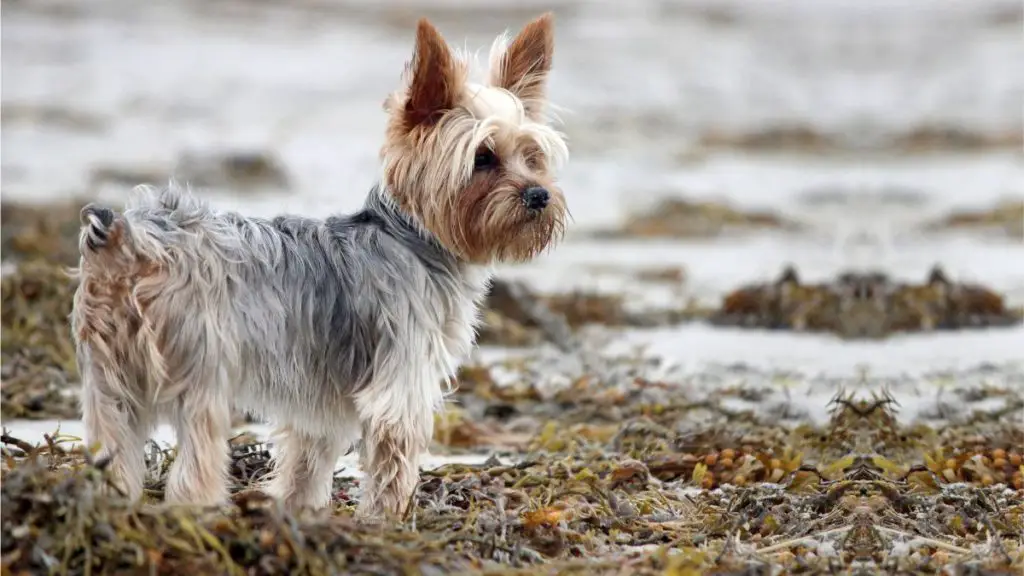 Yorkies With Docked Tails The 2 Most Popular Methods Of This Medical