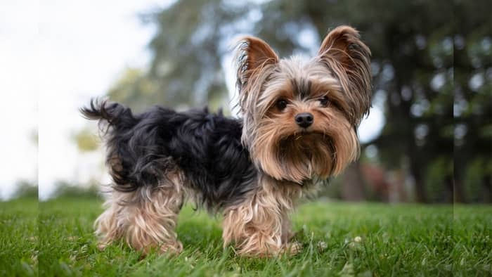  black and brown yorkies