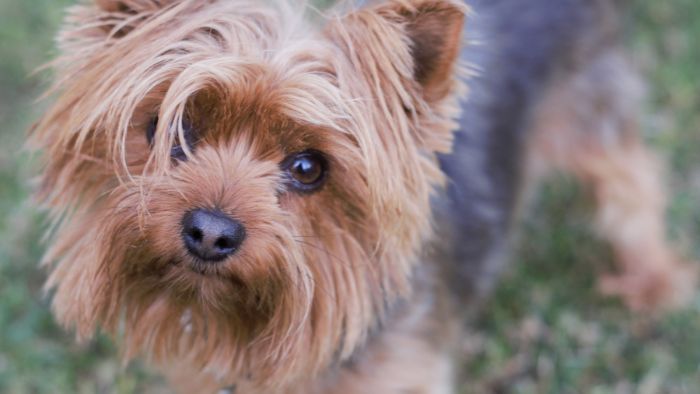  famous yorkie names