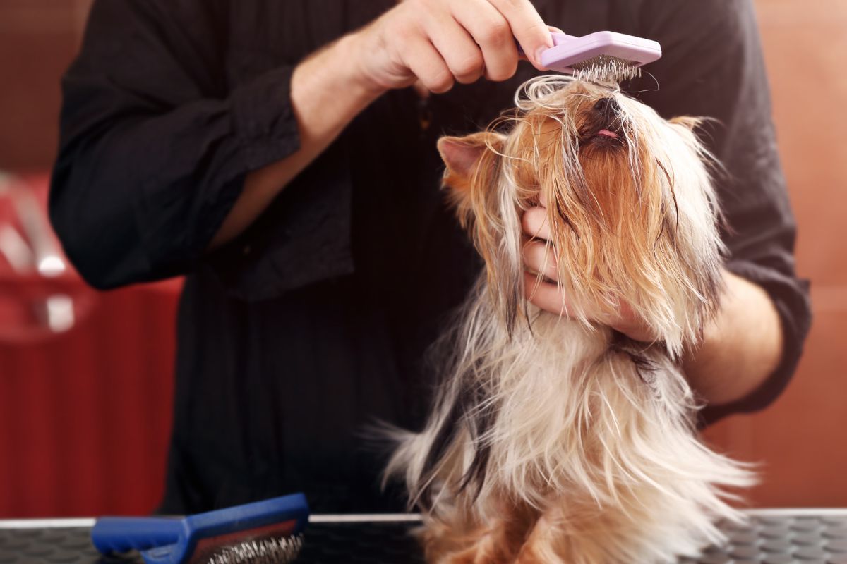 5 Incredible Yorkie Grooming Tools For Pups