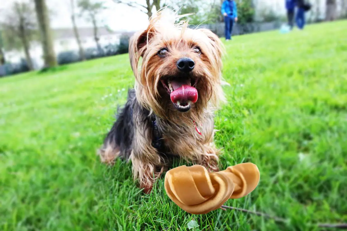 6 Best Chew Bones For Yorkie Puppies Explained