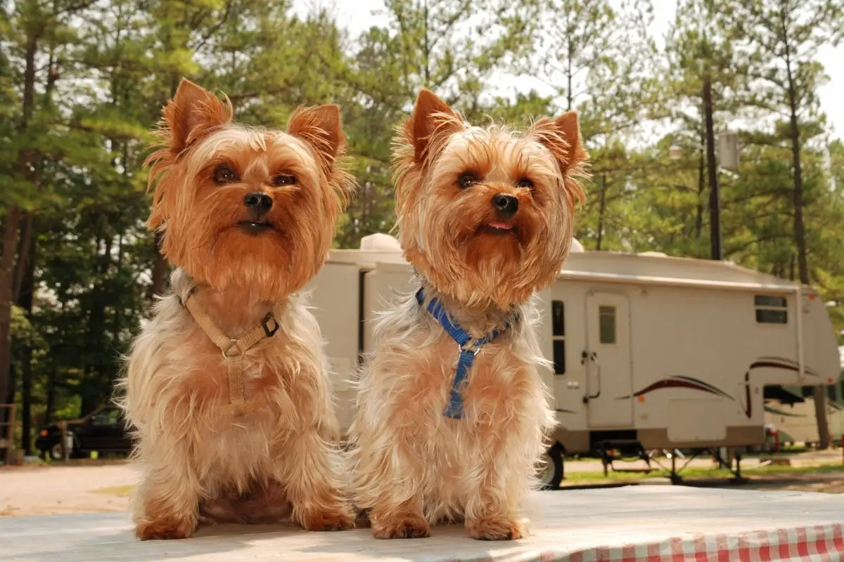 Are Male Yorkies Bigger Than Females