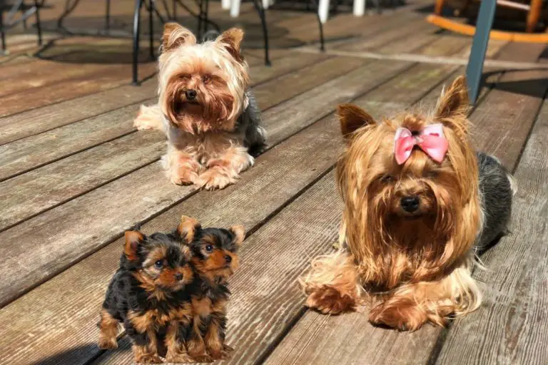 Astonishing Facts On Yorkies Having Babies Exposed