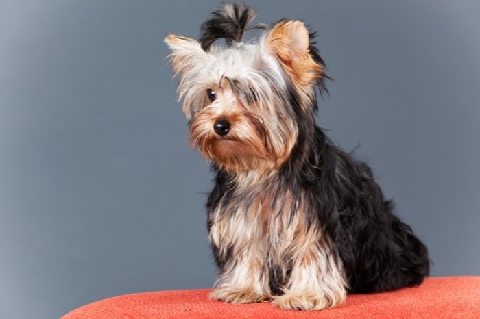 How Do I Know If My Yorkie Is Pregnant