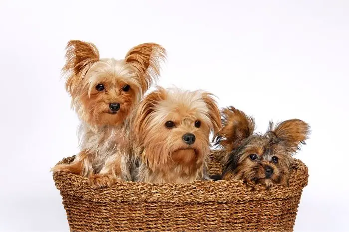 Male and Female Yorkies Which are Bigger