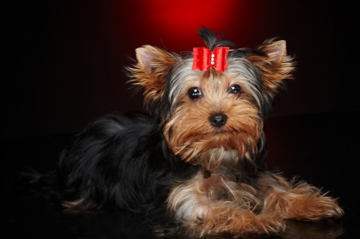 What Do Yorkies Look Like