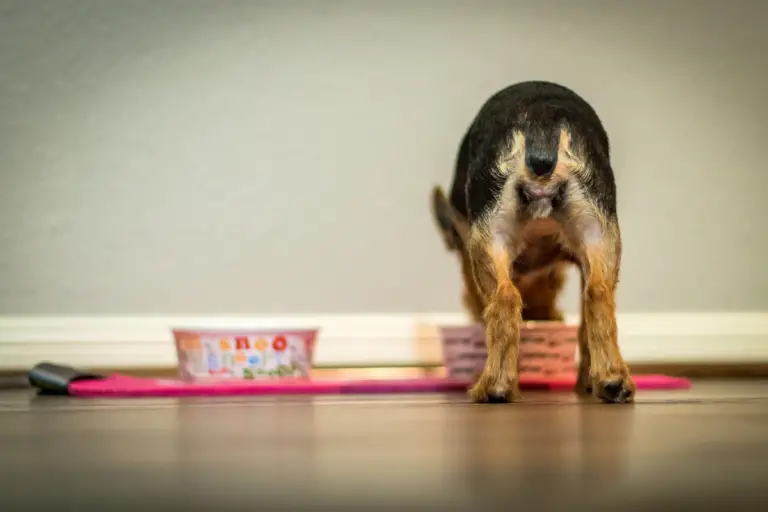 Yorkies' Eating Habits