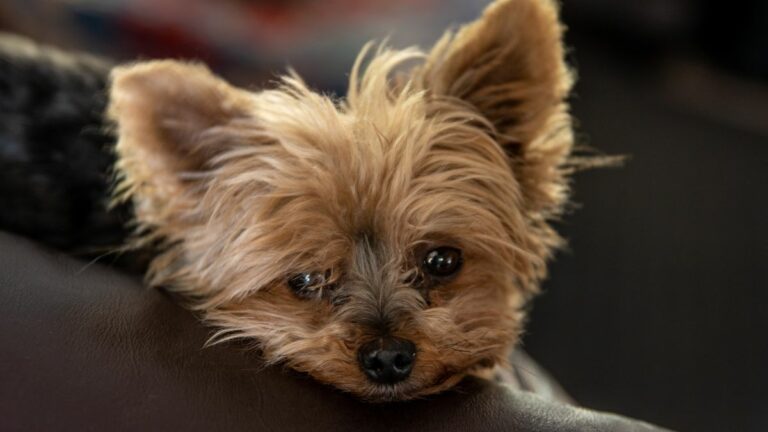 Are Yorkies Hard To Take Care Of