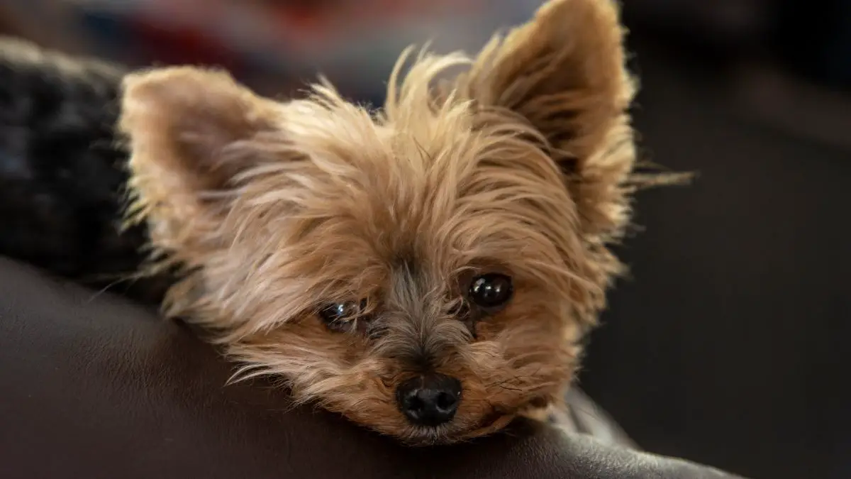 Are Yorkies Hard To Take Care Of: Interesting Facts On Yorkies Care Revealed!