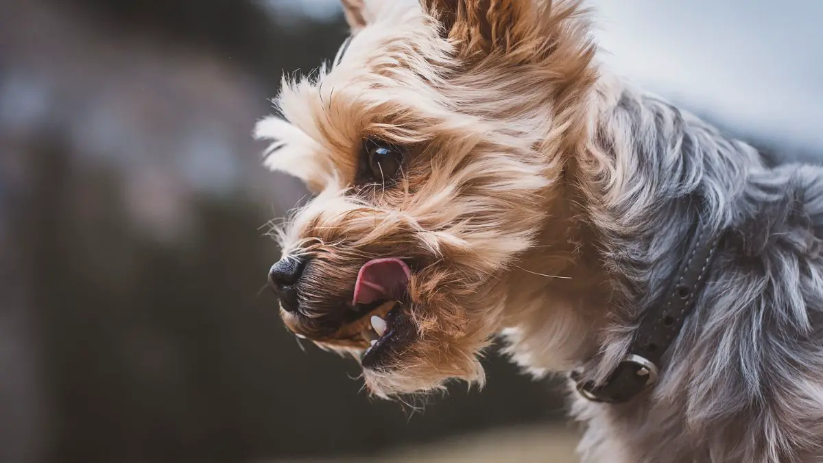 Best Food For Yorkie With Pancreatitis