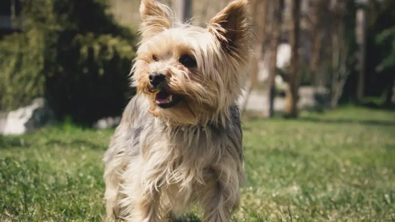 Can Yorkie Poos Be Left Alone