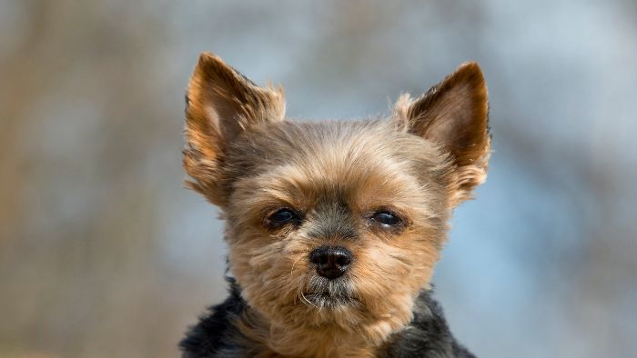 are yorkie ears supposed to stand up