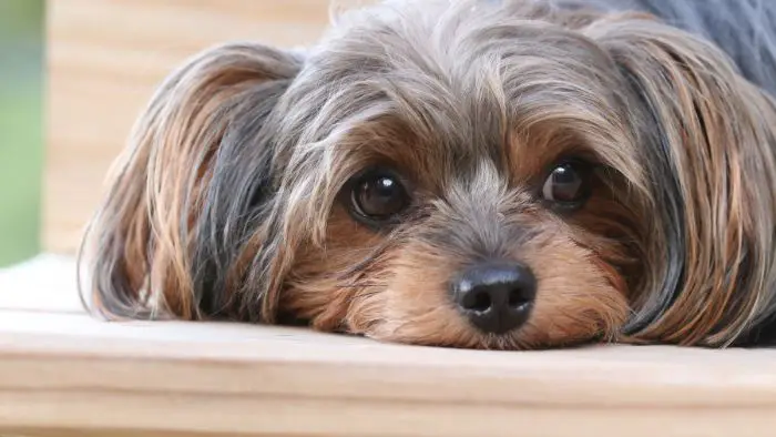  are yorkie poos good dogs