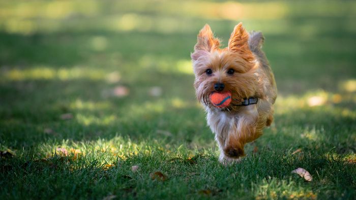  are yorkies hard to take care of