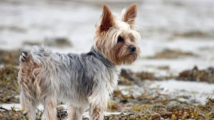  at what age do yorkies ears stand up