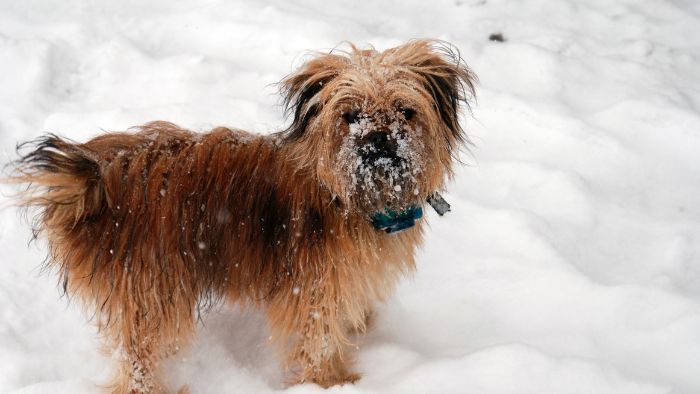  how long can a yorkie poo be left alone