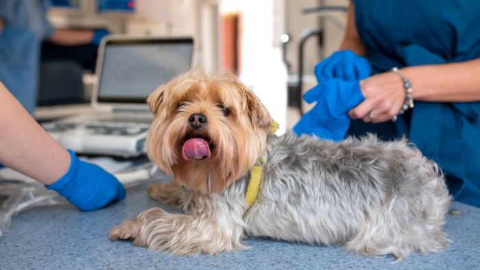  how to keep yorkie hair from matting