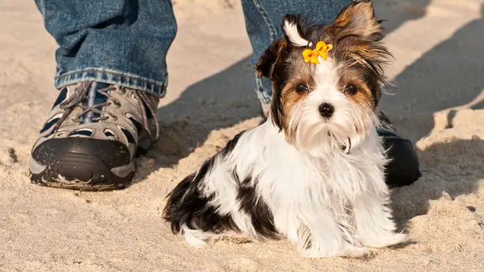  yorkie floppy ear syndrome