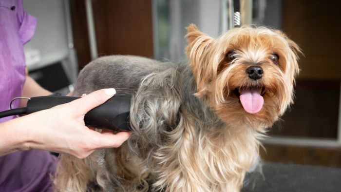  yorkie matted hair