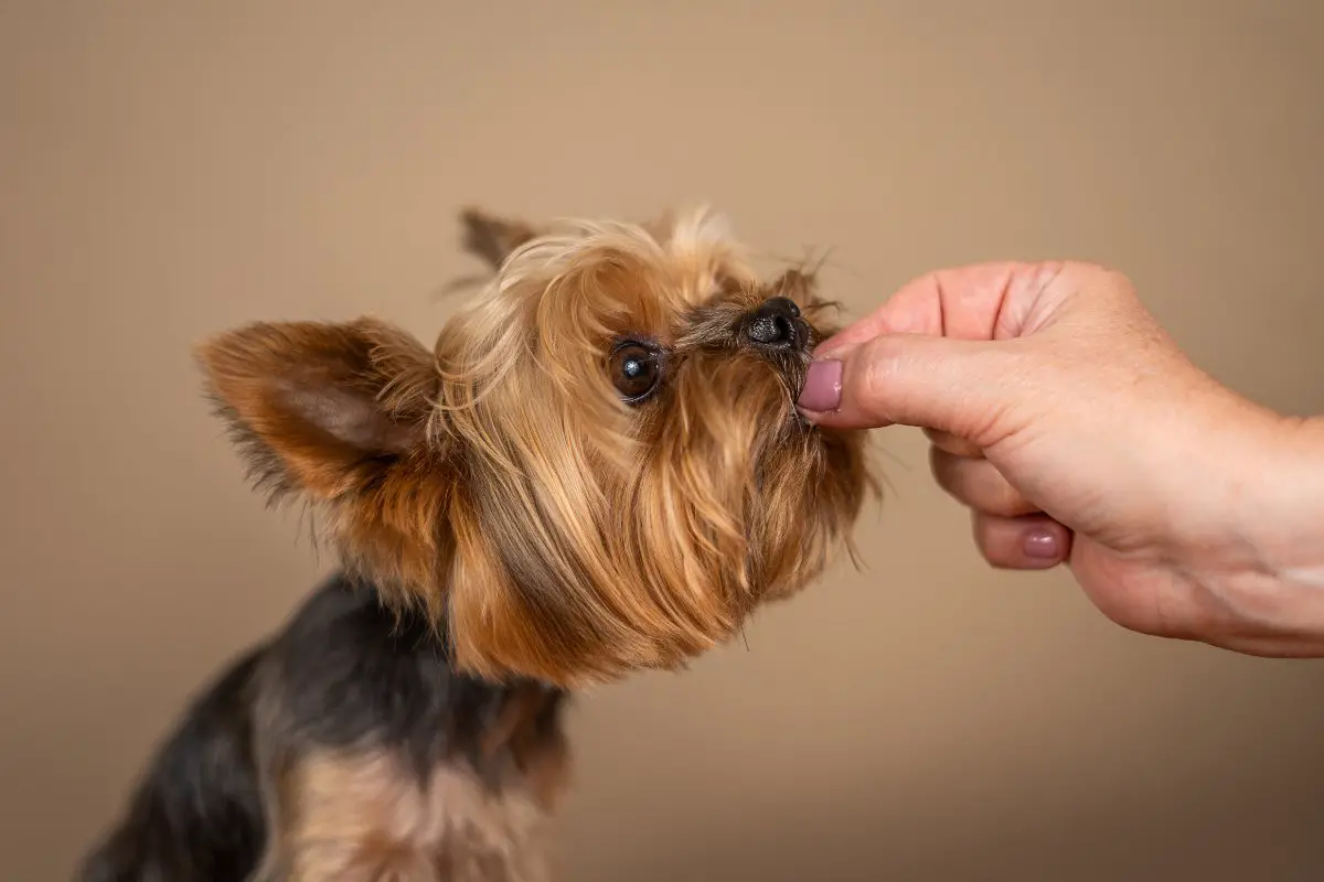 What Is The Best Homemade Food For Yorkies? Top Yorkie Recipes Revealed!