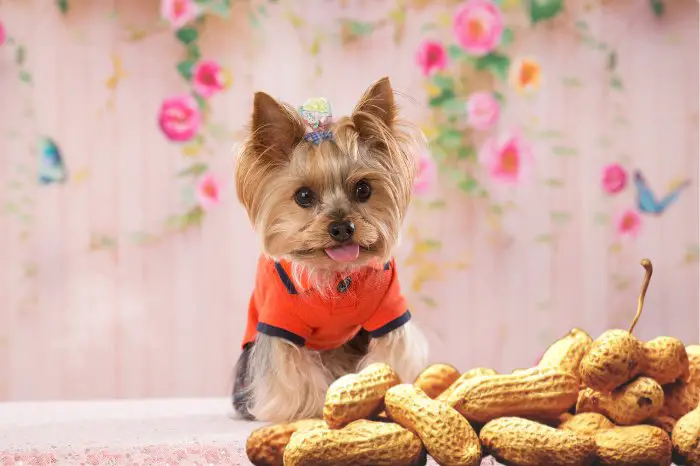 Can Yorkies Eat Peanuts