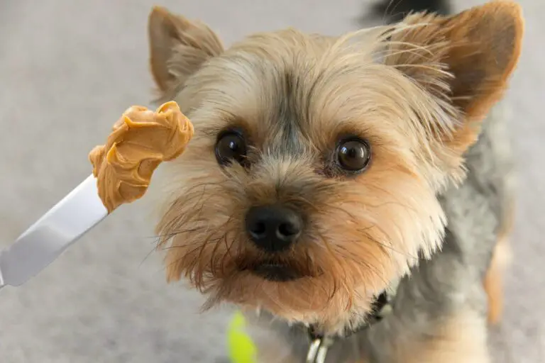can yorkies have Peanut butter