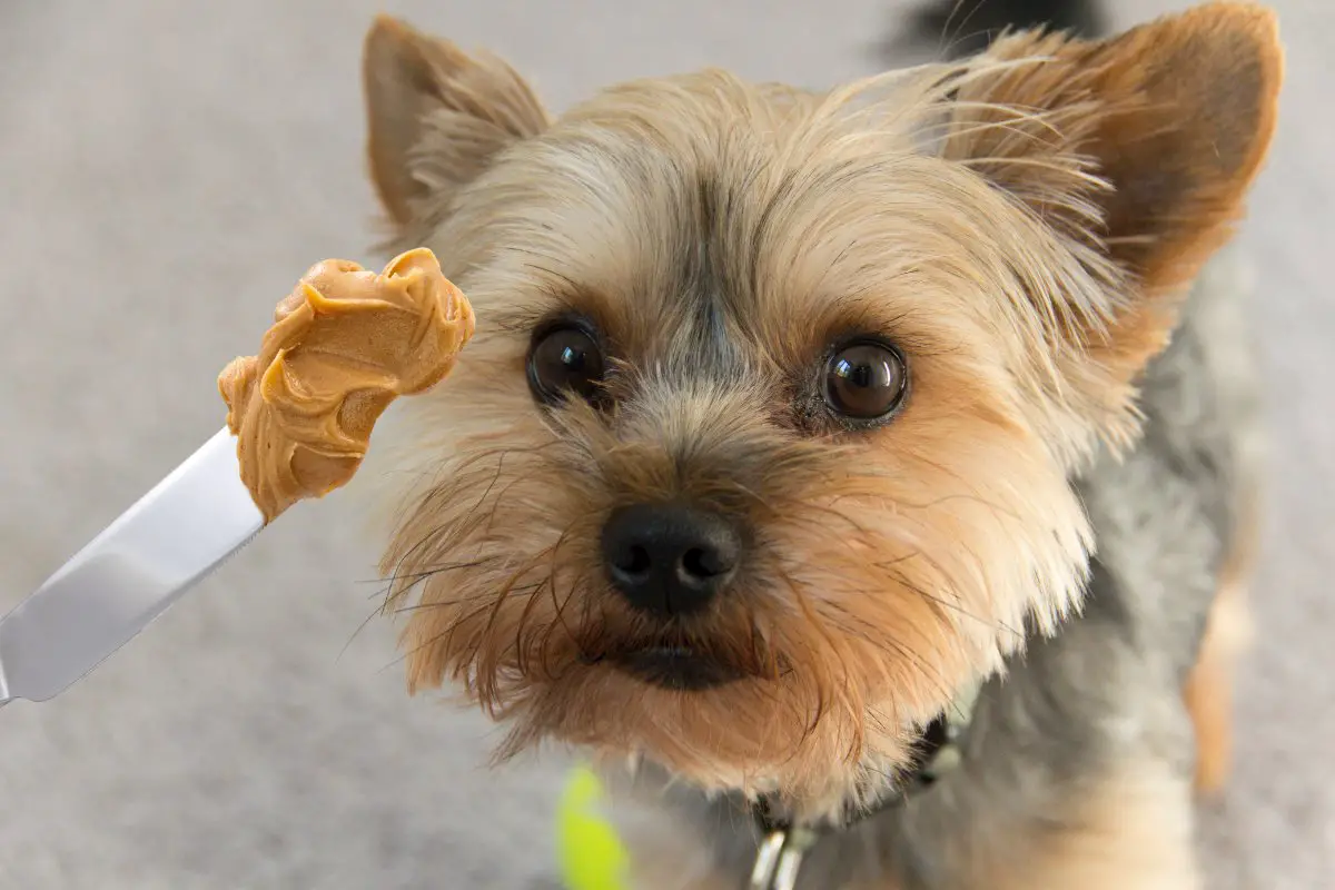 Can Yorkies Have Peanut Butter