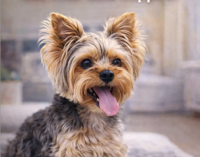 Do Yorkies Get Their Ears Clipped