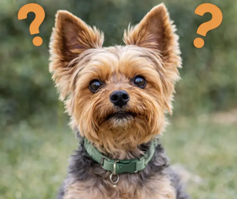Do Yorkies Ears Stand Up Naturally?