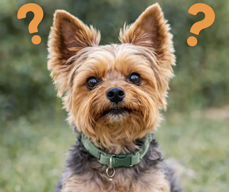 Do Yorkies Ears Stand Up Naturally?