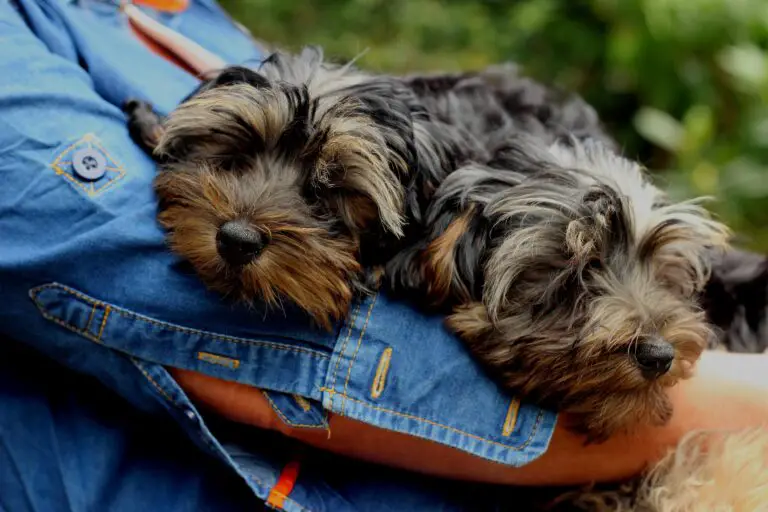 Do Yorkies Have Stomach Problems?
