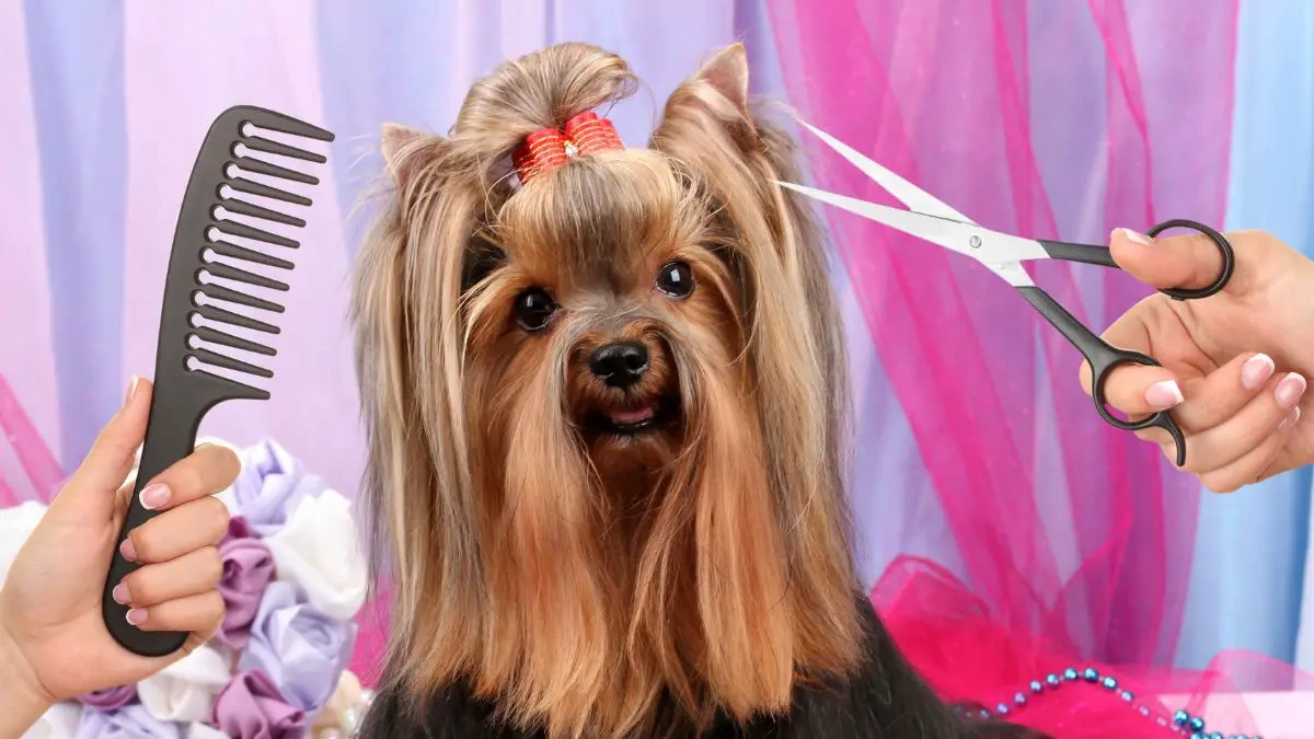 3 best brush for Yorkie hair with grooming tools for silky coat