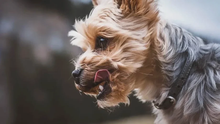 Top 3 Best Food For Yorkie With Pancreatitis