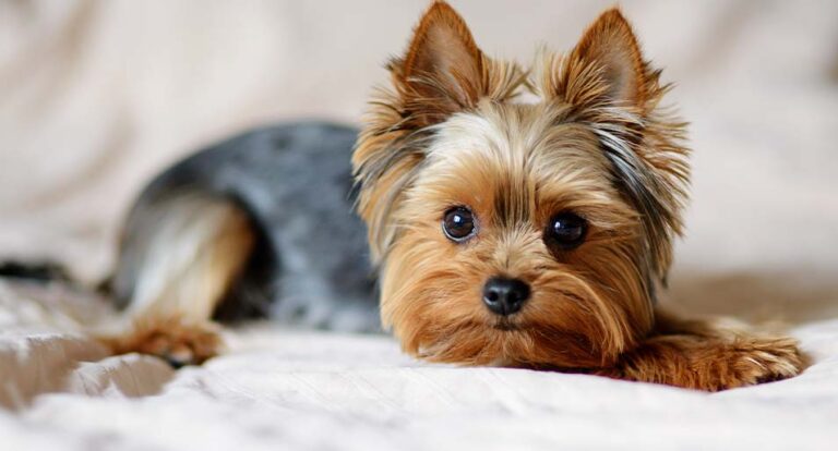 CBD for yorkies